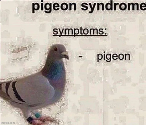 Pigeon syndrome | image tagged in pigeon syndrome | made w/ Imgflip meme maker