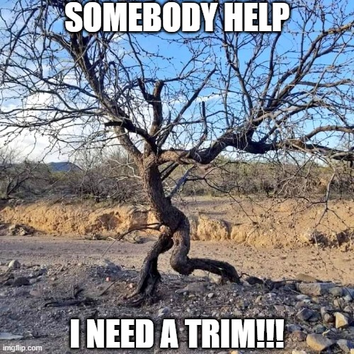 RUN!!! | SOMEBODY HELP; I NEED A TRIM!!! | image tagged in tree,humor | made w/ Imgflip meme maker