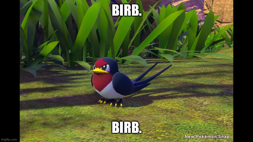 Birb. | BIRB. BIRB. | image tagged in birb,borb,birbb,beerb,birbbi,birb_ | made w/ Imgflip meme maker