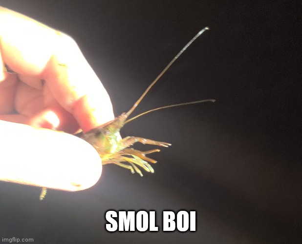 SMOL BOI | made w/ Imgflip meme maker