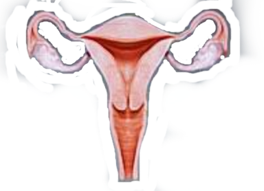 happy uterus Blank Meme Template