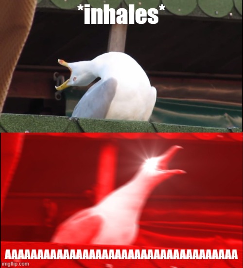 Screaming bird | *inhales* AAAAAAAAAAAAAAAAAAAAAAAAAAAAAAAAAAAA | image tagged in screaming bird | made w/ Imgflip meme maker