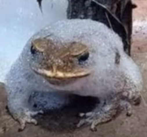 High Quality Cold frog Blank Meme Template
