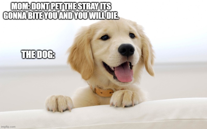 this happened to me many times :( | MOM: DONT PET THE STRAY ITS GONNA BITE YOU AND YOU WILL DIE. THE DOG: | image tagged in cute dog idiot,dogs | made w/ Imgflip meme maker