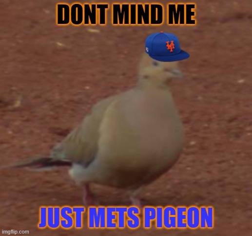Mets Pigeon | DONT MIND ME; JUST METS PIGEON | image tagged in mets pigeon | made w/ Imgflip meme maker