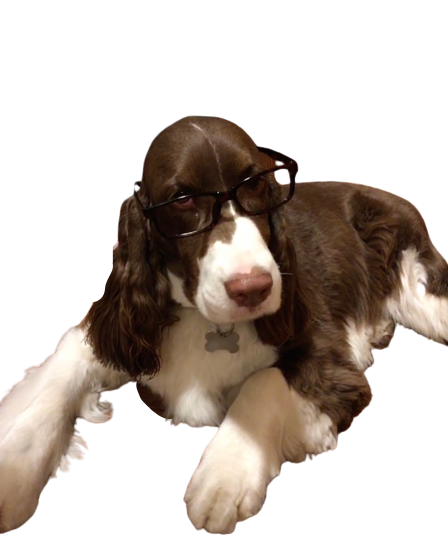 Glasses on a dog Blank Meme Template
