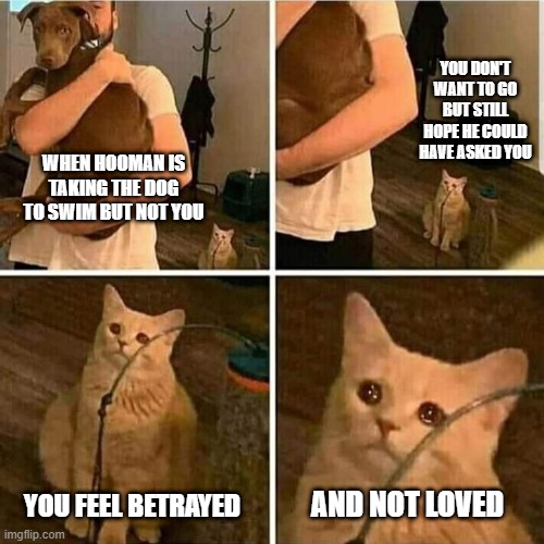 cat meme |  YOU DON'T WANT TO GO BUT STILL HOPE HE COULD HAVE ASKED YOU; WHEN HOOMAN IS TAKING THE DOG TO SWIM BUT NOT YOU; YOU FEEL BETRAYED; AND NOT LOVED | image tagged in sad cat holding dog | made w/ Imgflip meme maker