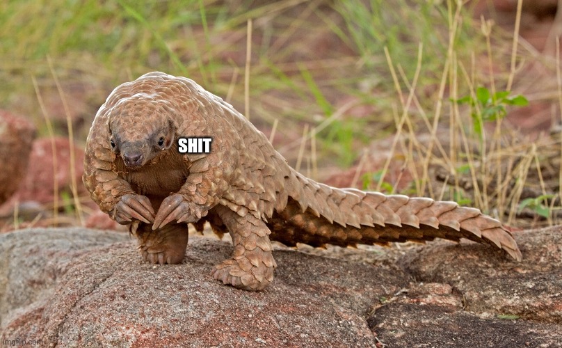 ummm pangolin | SHIT | image tagged in ummm pangolin | made w/ Imgflip meme maker