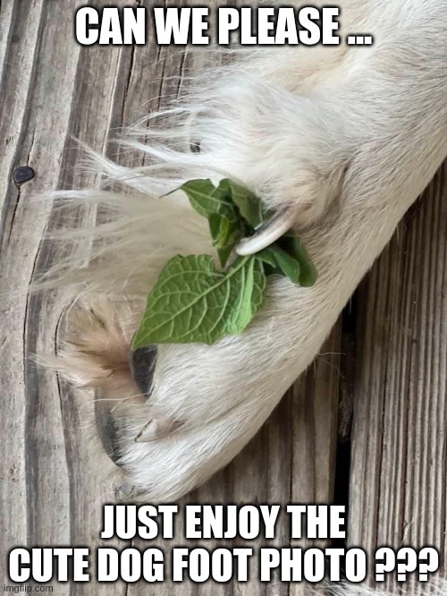 Enjoy | CAN WE PLEASE ... JUST ENJOY THE CUTE DOG FOOT PHOTO ??? | image tagged in dog | made w/ Imgflip meme maker