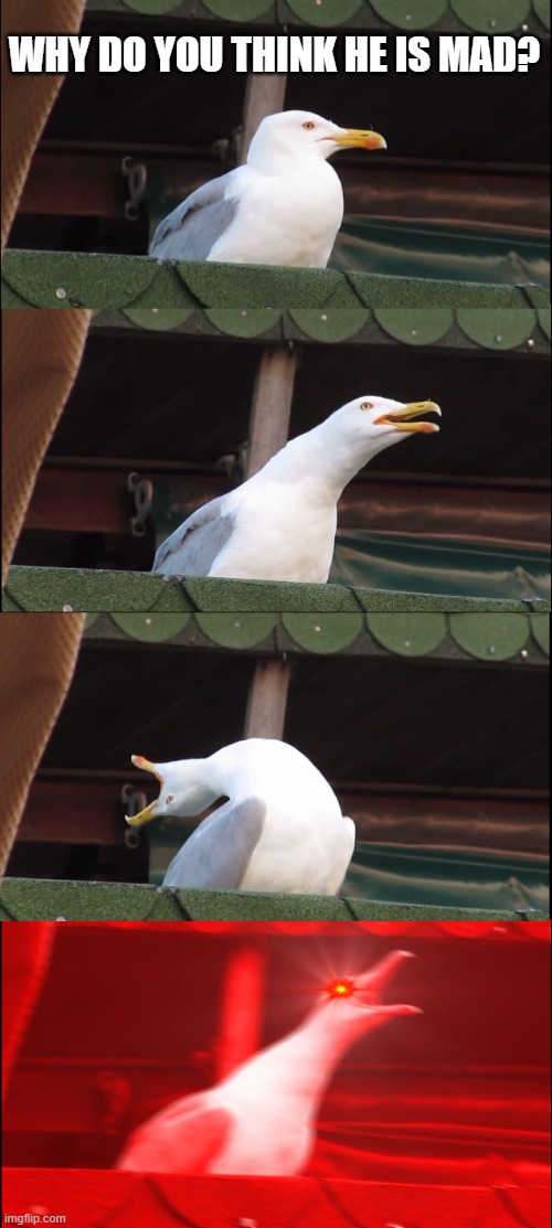 quick question | WHY DO YOU THINK HE IS MAD? | image tagged in memes,inhaling seagull | made w/ Imgflip meme maker