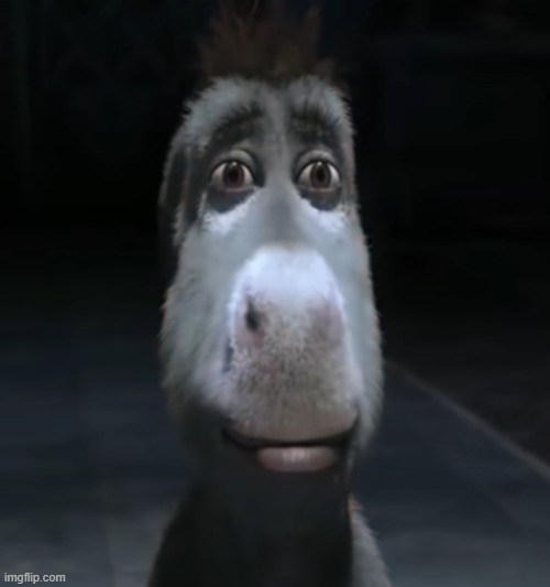 Donkey | image tagged in donkey | made w/ Imgflip meme maker