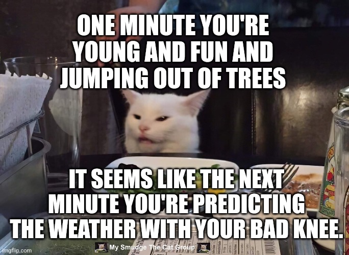 ONE MINUTE YOU'RE YOUNG AND FUN AND JUMPING OUT OF TREES; IT SEEMS LIKE THE NEXT MINUTE YOU'RE PREDICTING THE WEATHER WITH YOUR BAD KNEE. | image tagged in smudge the cat | made w/ Imgflip meme maker