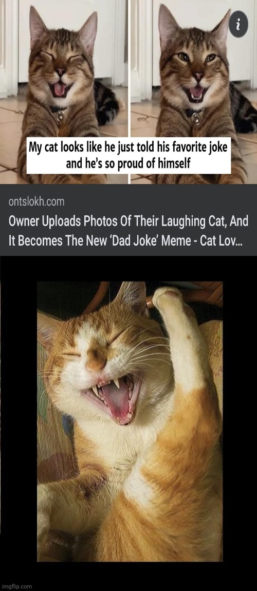 Laughing Cat | image tagged in laughing cat,cats,jokes | made w/ Imgflip meme maker