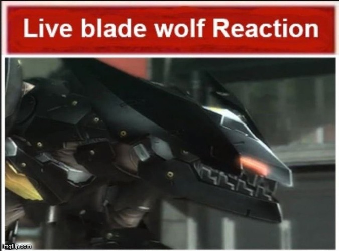 New temp | image tagged in live blade wolf reaction | made w/ Imgflip meme maker