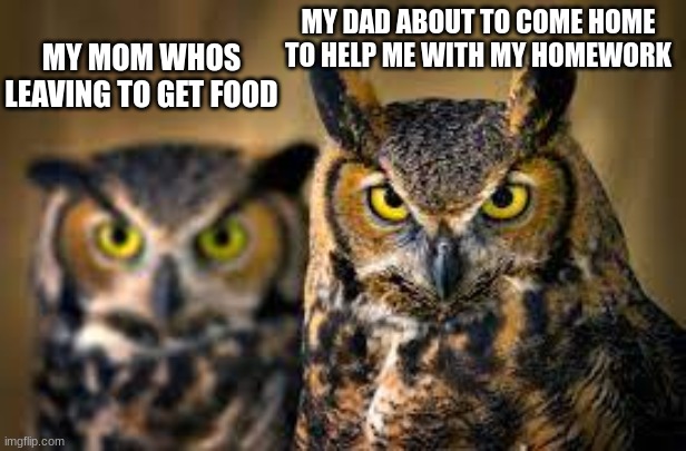 owl | MY MOM WHOS LEAVING TO GET FOOD; MY DAD ABOUT TO COME HOME TO HELP ME WITH MY HOMEWORK | image tagged in owl | made w/ Imgflip meme maker
