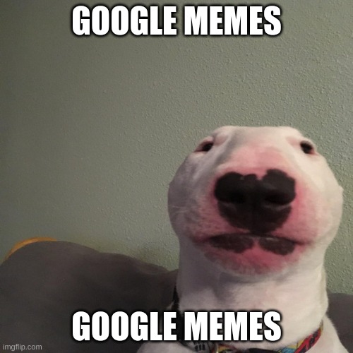 what da dog... | GOOGLE MEMES; GOOGLE MEMES | image tagged in what da dog | made w/ Imgflip meme maker