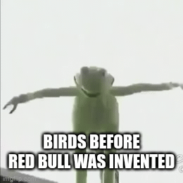 red bull gives you wiiiiiiiings | BIRDS BEFORE RED BULL WAS INVENTED | image tagged in gifs,kermit the frog,birds,red bull | made w/ Imgflip video-to-gif maker