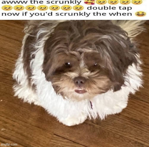 Scrunkly :3 | image tagged in she look,my dog is adorbs tho,scrunkly | made w/ Imgflip meme maker