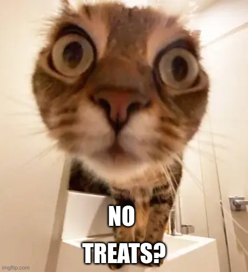 cat+mega mind meme | TREATS? NO | image tagged in cat | made w/ Imgflip meme maker