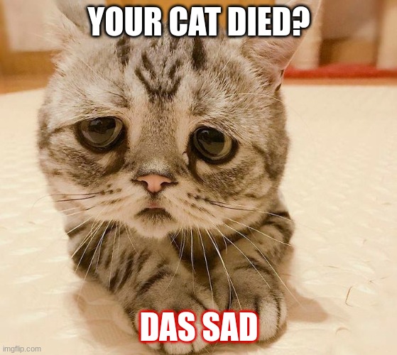 this is true sadly | YOUR CAT DIED? DAS SAD | image tagged in sad harry potter cat | made w/ Imgflip meme maker