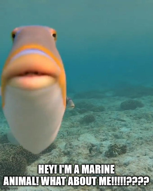 staring fish | HEY! I'M A MARINE ANIMAL! WHAT ABOUT ME!!!!!???? | image tagged in staring fish | made w/ Imgflip meme maker