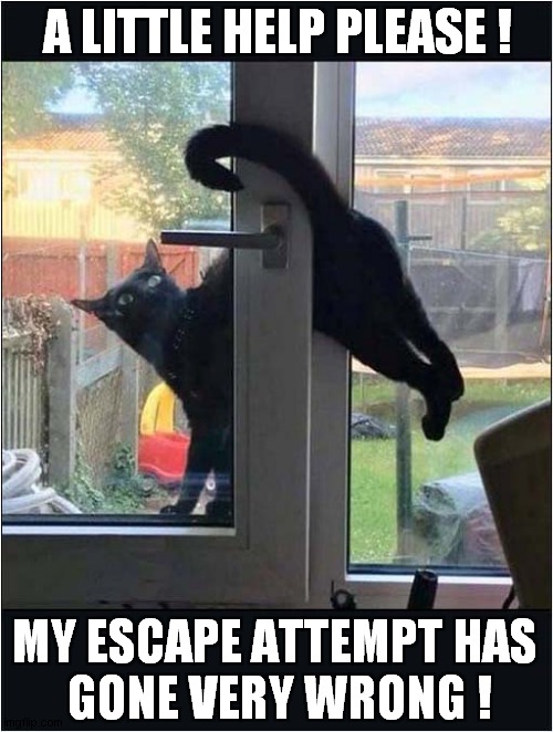 A Cats' Break For Freedom ! | A LITTLE HELP PLEASE ! MY ESCAPE ATTEMPT HAS
 GONE VERY WRONG ! | image tagged in cats,help me,escape,trapped | made w/ Imgflip meme maker
