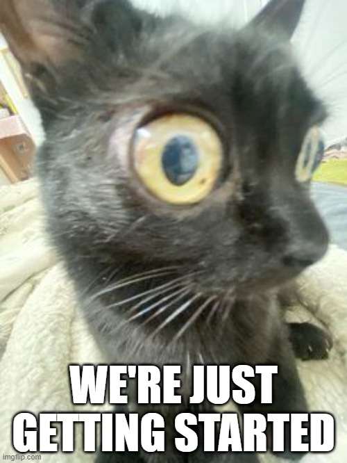 CAT IS WATCHING YOU SO DON'T SLEEP | WE'RE JUST GETTING STARTED | image tagged in cat,class | made w/ Imgflip meme maker
