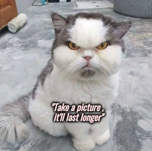 The new "Grumpy Cat" |  "Take a picture , 
it'll last longer" | image tagged in grumpy cat,under new management,what are you looking at | made w/ Imgflip meme maker