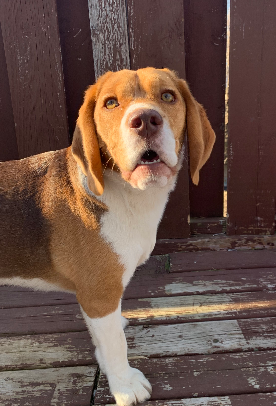 High Quality Surprised Beagle Blank Meme Template