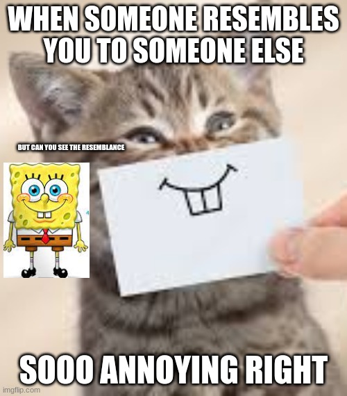 CAT | WHEN SOMEONE RESEMBLES YOU TO SOMEONE ELSE; BUT CAN YOU SEE THE RESEMBLANCE; SOOO ANNOYING RIGHT | image tagged in cats | made w/ Imgflip meme maker