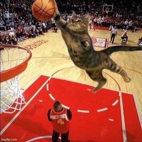 cat dunking baseball | image tagged in cat | made w/ Imgflip meme maker