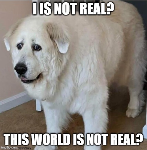 scared dog | I IS NOT REAL? THIS WORLD IS NOT REAL? | image tagged in scared dog | made w/ Imgflip meme maker