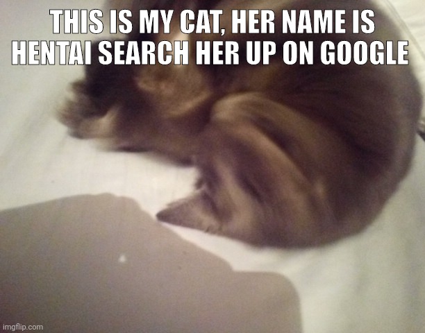 she is high | THIS IS MY CAT, HER NAME IS HENTAI SEARCH HER UP ON GOOGLE | made w/ Imgflip meme maker