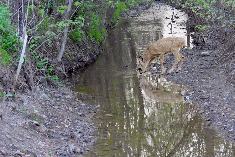 baby deer in my creek | image tagged in creek,deer | made w/ Imgflip meme maker