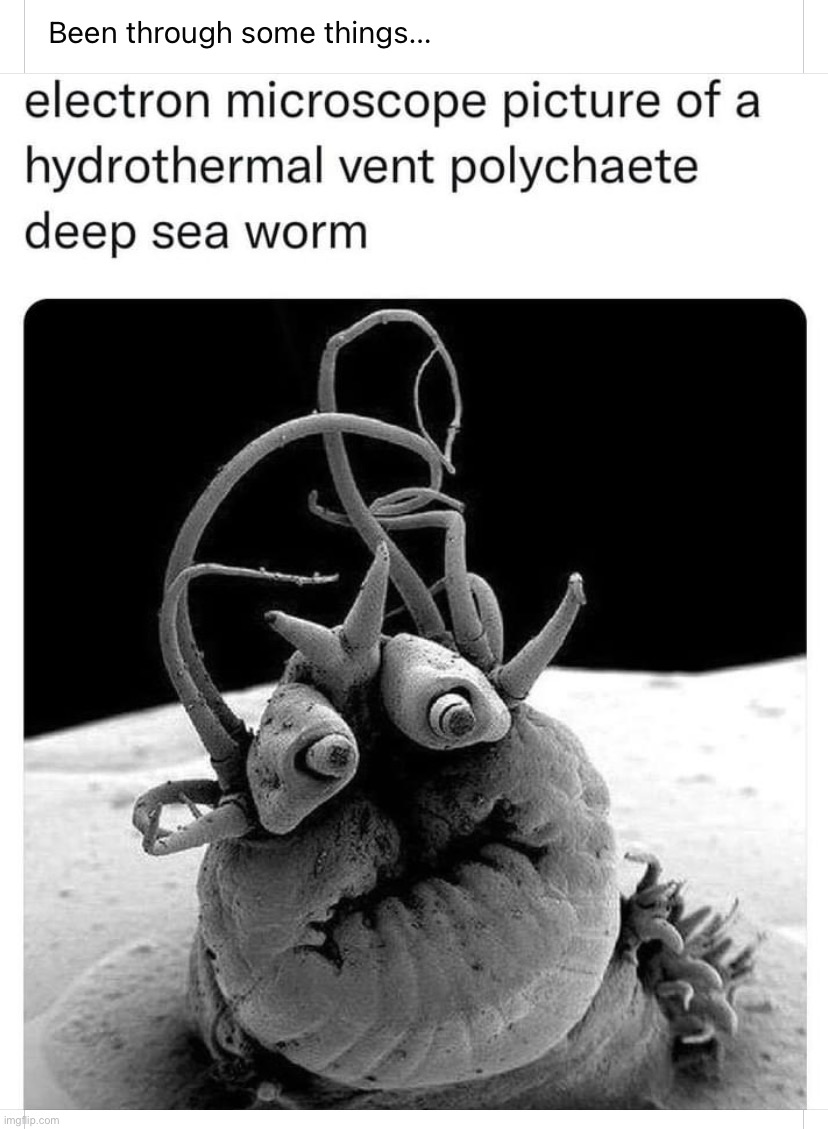 Deep sea vent worm | image tagged in deep sea vent worm | made w/ Imgflip meme maker