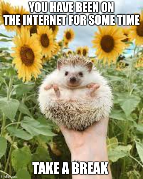 hedgehog | YOU HAVE BEEN ON THE INTERNET FOR SOME TIME; TAKE A BREAK | image tagged in hedgehog | made w/ Imgflip meme maker