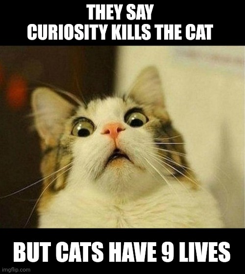 yes, i can feel the power of big brain | THEY SAY CURIOSITY KILLS THE CAT; BUT CATS HAVE 9 LIVES | image tagged in memes,scared cat,cats,fun | made w/ Imgflip meme maker