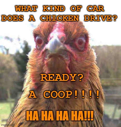 revenge chicken | WHAT KIND OF CAR DOES A CHICKEN DRIVE? READY? A COOP!!!! HA HA HA HA!!! | image tagged in revenge chicken | made w/ Imgflip meme maker
