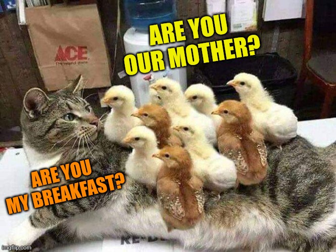 Breakfast in bed | ARE YOU OUR MOTHER? ARE YOU MY BREAKFAST? | image tagged in cats,chicks,cute,funny memes | made w/ Imgflip meme maker