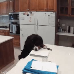 Dog homework - Imgflip