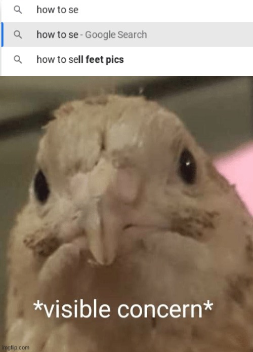i wanted to know how to sell my art- wtf google | image tagged in visible concern bird | made w/ Imgflip meme maker