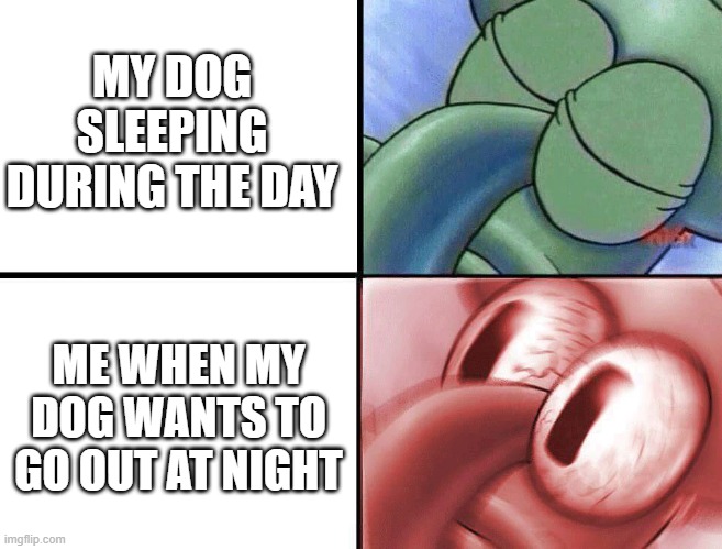 sleeping Squidward | MY DOG SLEEPING DURING THE DAY; ME WHEN MY DOG WANTS TO GO OUT AT NIGHT | image tagged in sleeping squidward | made w/ Imgflip meme maker