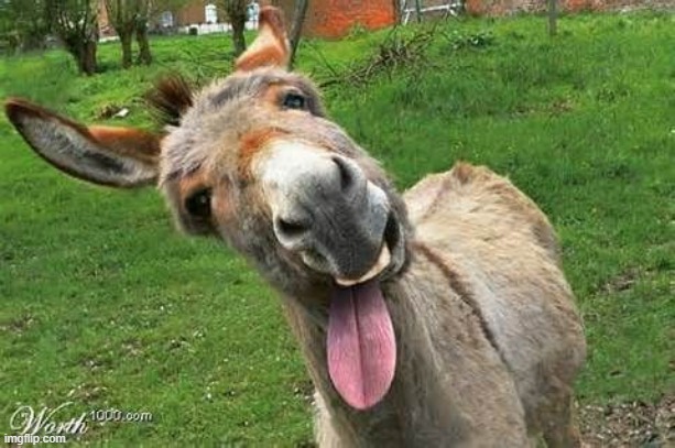 Laughing Donkey | image tagged in laughing donkey | made w/ Imgflip meme maker