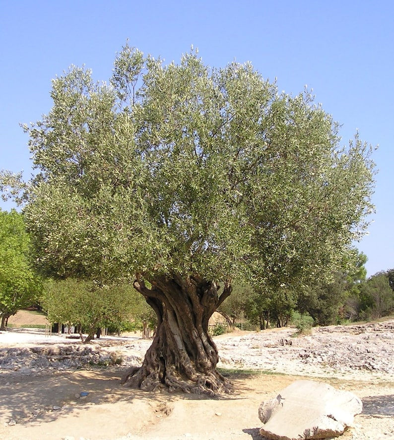 Olive tree Blank Meme Template