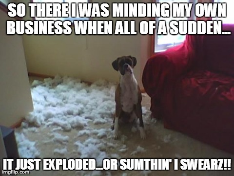 SO THERE I WAS MINDING MY OWN BUSINESS WHEN ALL OF A SUDDEN... IT JUST EXPLODED...OR SUMTHIN' I SWEARZ!! | image tagged in funny,dogs | made w/ Imgflip meme maker