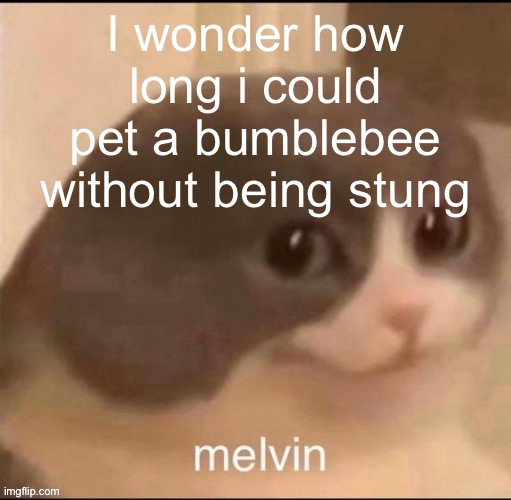 They’re just so scrunkly | I wonder how long i could pet a bumblebee without being stung | image tagged in melvin | made w/ Imgflip meme maker