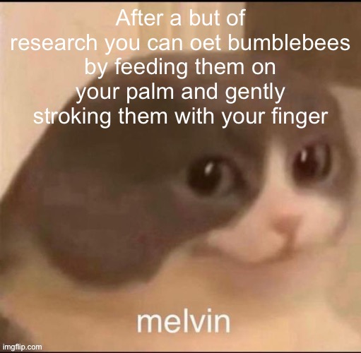 However if the bee suddenly moves you may accidentally touch it’s stinger, stinging yourself and killing the bee | After a but of research you can oet bumblebees by feeding them on your palm and gently stroking them with your finger | image tagged in melvin | made w/ Imgflip meme maker