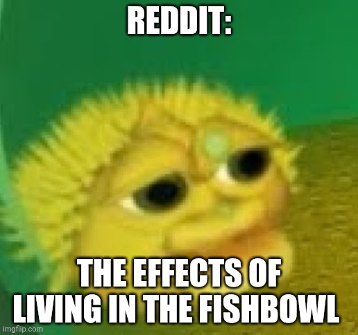 yellow singing pufferfish | REDDIT: THE EFFECTS OF LIVING IN THE FISHBOWL | image tagged in yellow singing pufferfish | made w/ Imgflip meme maker