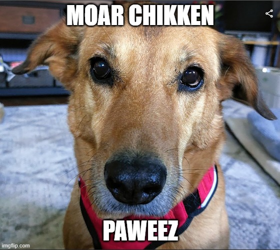 Noelle the dog |  MOAR CHIKKEN; PAWEEZ | image tagged in dogs,funny dogs,dog,chicken | made w/ Imgflip meme maker