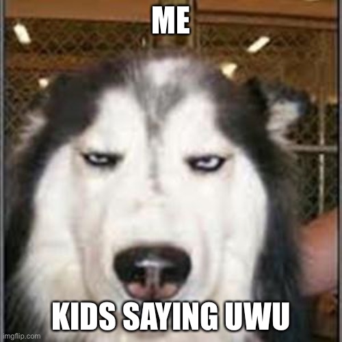 original pissed off husky | ME; KIDS SAYING UWU | image tagged in original pissed off husky | made w/ Imgflip meme maker